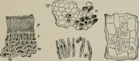 An illustration from The microscopy of vegetable foods, with special reference to the detection of adulteration and the diagnosis of mixtures (1916)