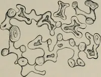 An illustration from The microscopy of vegetable foods, with special reference to the detection of adulteration and the diagnosis of mixtures (1916)