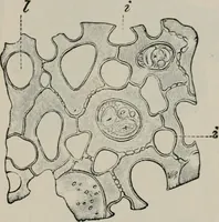 An illustration from The microscopy of vegetable foods, with special reference to the detection of adulteration and the diagnosis of mixtures (1916)