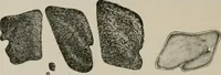 An illustration from The microscopy of vegetable foods, with special reference to the detection of adulteration and the diagnosis of mixtures (1916)