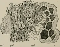 An illustration from The microscopy of vegetable foods, with special reference to the detection of adulteration and the diagnosis of mixtures (1916)