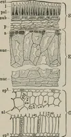 An illustration from The microscopy of vegetable foods, with special reference to the detection of adulteration and the diagnosis of mixtures (1916)