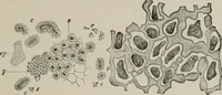 An illustration from The microscopy of vegetable foods, with special reference to the detection of adulteration and the diagnosis of mixtures (1916)