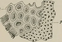 An illustration from The microscopy of vegetable foods, with special reference to the detection of adulteration and the diagnosis of mixtures (1916)