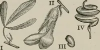 An illustration from The microscopy of vegetable foods, with special reference to the detection of adulteration and the diagnosis of mixtures (1916)