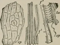 An illustration from The microscopy of vegetable foods, with special reference to the detection of adulteration and the diagnosis of mixtures (1916)