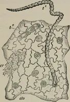 An illustration from The microscopy of vegetable foods, with special reference to the detection of adulteration and the diagnosis of mixtures (1916)