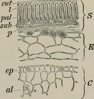 An illustration from The microscopy of vegetable foods, with special reference to the detection of adulteration and the diagnosis of mixtures (1916)