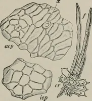 An illustration from The microscopy of vegetable foods, with special reference to the detection of adulteration and the diagnosis of mixtures (1916)