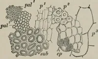 An illustration from The microscopy of vegetable foods, with special reference to the detection of adulteration and the diagnosis of mixtures (1916)