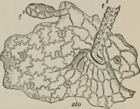 An illustration from The microscopy of vegetable foods, with special reference to the detection of adulteration and the diagnosis of mixtures (1916)