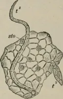 An illustration from The microscopy of vegetable foods, with special reference to the detection of adulteration and the diagnosis of mixtures (1916)
