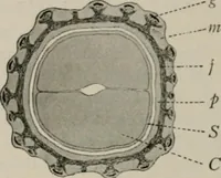 An illustration from The microscopy of vegetable foods, with special reference to the detection of adulteration and the diagnosis of mixtures (1916)