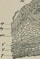 An illustration from The microscopy of vegetable foods, with special reference to the detection of adulteration and the diagnosis of mixtures (1916)