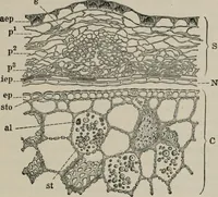 An illustration from The microscopy of vegetable foods, with special reference to the detection of adulteration and the diagnosis of mixtures (1916)