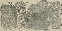 An illustration from The microscopy of vegetable foods, with special reference to the detection of adulteration and the diagnosis of mixtures (1916)