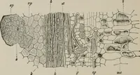 An illustration from The microscopy of vegetable foods, with special reference to the detection of adulteration and the diagnosis of mixtures (1916)