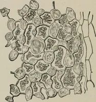 An illustration from The microscopy of vegetable foods, with special reference to the detection of adulteration and the diagnosis of mixtures (1916)
