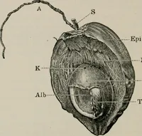 An illustration from The microscopy of vegetable foods, with special reference to the detection of adulteration and the diagnosis of mixtures (1916)