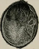 An illustration from The microscopy of vegetable foods, with special reference to the detection of adulteration and the diagnosis of mixtures (1916)