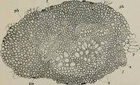 An illustration from The microscopy of vegetable foods, with special reference to the detection of adulteration and the diagnosis of mixtures (1916)