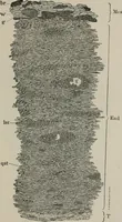 An illustration from The microscopy of vegetable foods, with special reference to the detection of adulteration and the diagnosis of mixtures (1916)