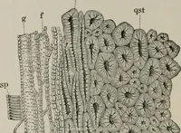 An illustration from The microscopy of vegetable foods, with special reference to the detection of adulteration and the diagnosis of mixtures (1916)