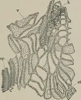 An illustration from The microscopy of vegetable foods, with special reference to the detection of adulteration and the diagnosis of mixtures (1916)