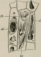 An illustration from The microscopy of vegetable foods, with special reference to the detection of adulteration and the diagnosis of mixtures (1916)