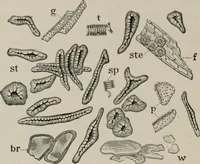 An illustration from The microscopy of vegetable foods, with special reference to the detection of adulteration and the diagnosis of mixtures (1916)