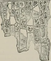 An illustration from The microscopy of vegetable foods, with special reference to the detection of adulteration and the diagnosis of mixtures (1916)