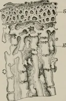 An illustration from The microscopy of vegetable foods, with special reference to the detection of adulteration and the diagnosis of mixtures (1916)