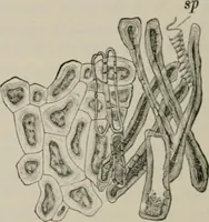 An illustration from The microscopy of vegetable foods, with special reference to the detection of adulteration and the diagnosis of mixtures (1916)