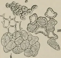 An illustration from The microscopy of vegetable foods, with special reference to the detection of adulteration and the diagnosis of mixtures (1916)