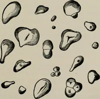 An illustration from The microscopy of vegetable foods, with special reference to the detection of adulteration and the diagnosis of mixtures (1916)
