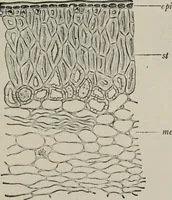An illustration from The microscopy of vegetable foods, with special reference to the detection of adulteration and the diagnosis of mixtures (1916)
