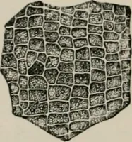 An illustration from The microscopy of vegetable foods, with special reference to the detection of adulteration and the diagnosis of mixtures (1916)