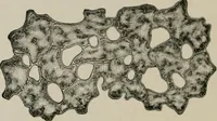 An illustration from The microscopy of vegetable foods, with special reference to the detection of adulteration and the diagnosis of mixtures (1916)