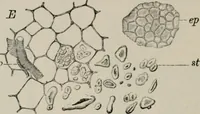 An illustration from The microscopy of vegetable foods, with special reference to the detection of adulteration and the diagnosis of mixtures (1916)