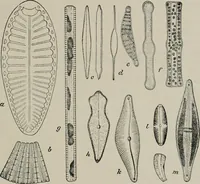 An illustration from The microscopy of vegetable foods, with special reference to the detection of adulteration and the diagnosis of mixtures (1916)