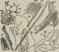 An illustration from The microscopy of vegetable foods, with special reference to the detection of adulteration and the diagnosis of mixtures (1916)