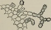 An illustration from The microscopy of vegetable foods, with special reference to the detection of adulteration and the diagnosis of mixtures (1916)