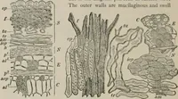 An illustration from The microscopy of vegetable foods, with special reference to the detection of adulteration and the diagnosis of mixtures (1916)