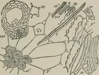 An illustration from The microscopy of vegetable foods, with special reference to the detection of adulteration and the diagnosis of mixtures (1916)
