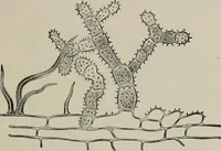 An illustration from The microscopy of vegetable foods, with special reference to the detection of adulteration and the diagnosis of mixtures (1916)
