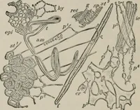 An illustration from The microscopy of vegetable foods, with special reference to the detection of adulteration and the diagnosis of mixtures (1916)