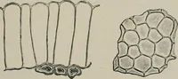 An illustration from The microscopy of vegetable foods, with special reference to the detection of adulteration and the diagnosis of mixtures (1916)
