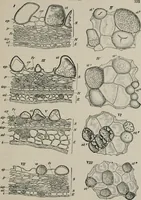 An illustration from The microscopy of vegetable foods, with special reference to the detection of adulteration and the diagnosis of mixtures (1916)