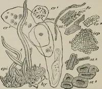 An illustration from The microscopy of vegetable foods, with special reference to the detection of adulteration and the diagnosis of mixtures (1916)