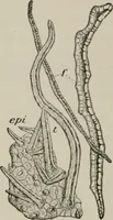 An illustration from The microscopy of vegetable foods, with special reference to the detection of adulteration and the diagnosis of mixtures (1916)